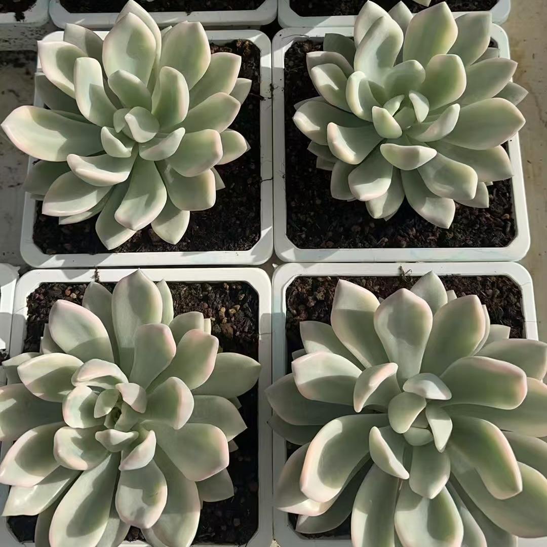 Echeveria Aupu