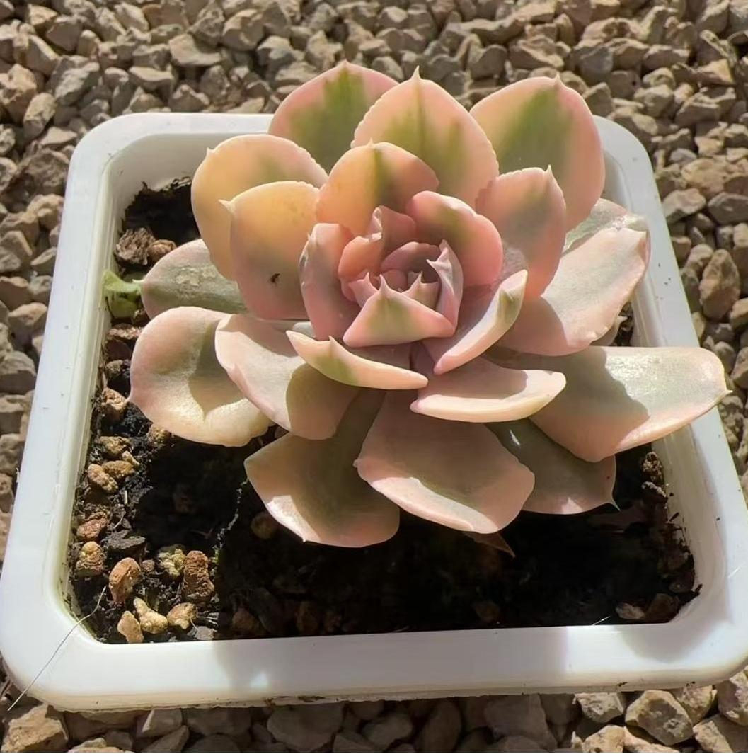 Echeveria Liberia