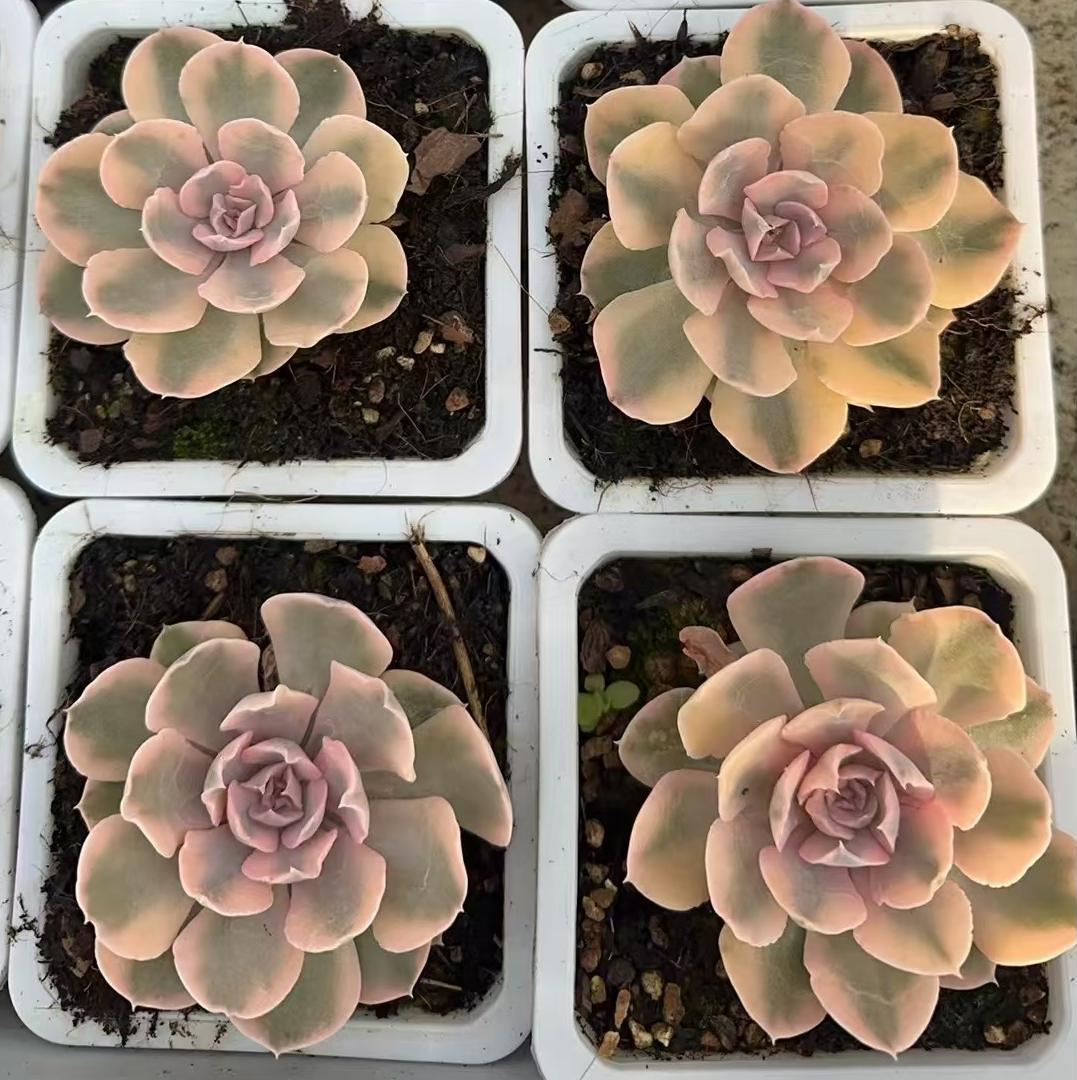 Echeveria Liberia