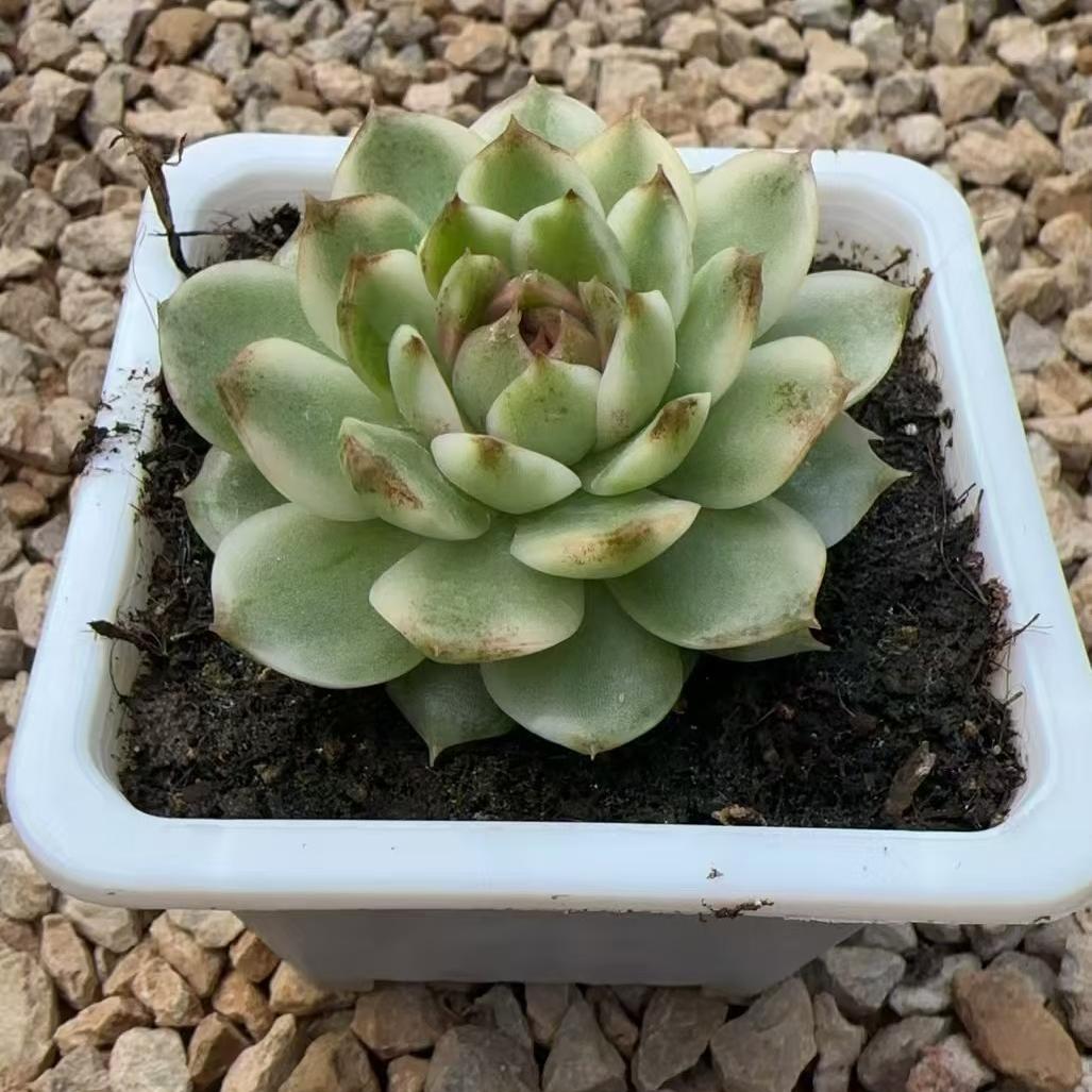 Echeveria Black Crystal