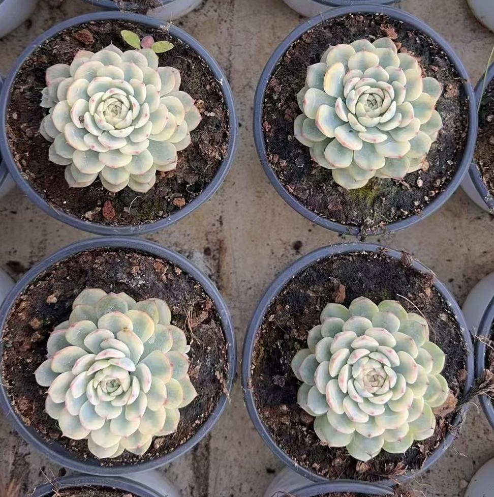 Echeveria Ji Lian