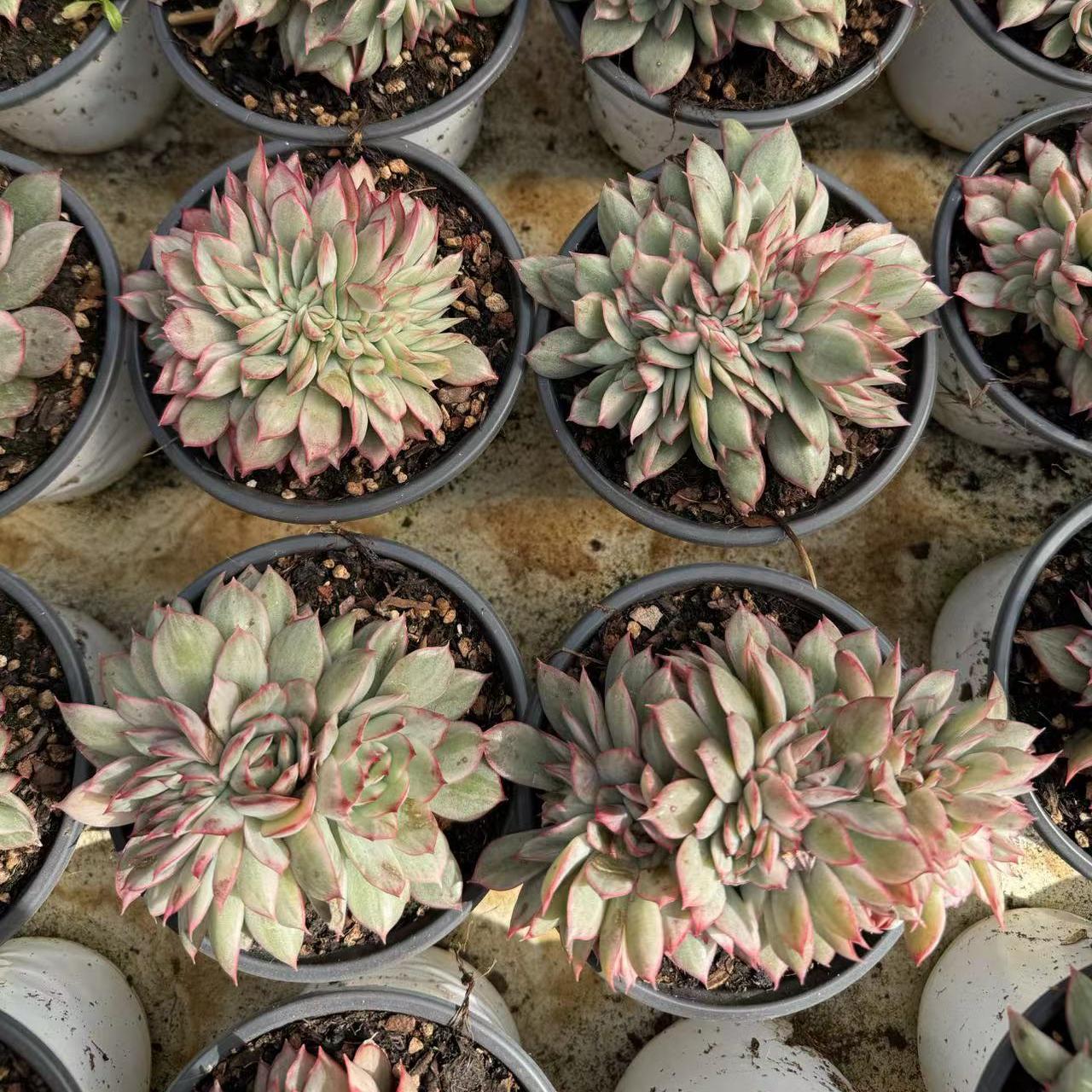 Echeveria la luna(cristate)