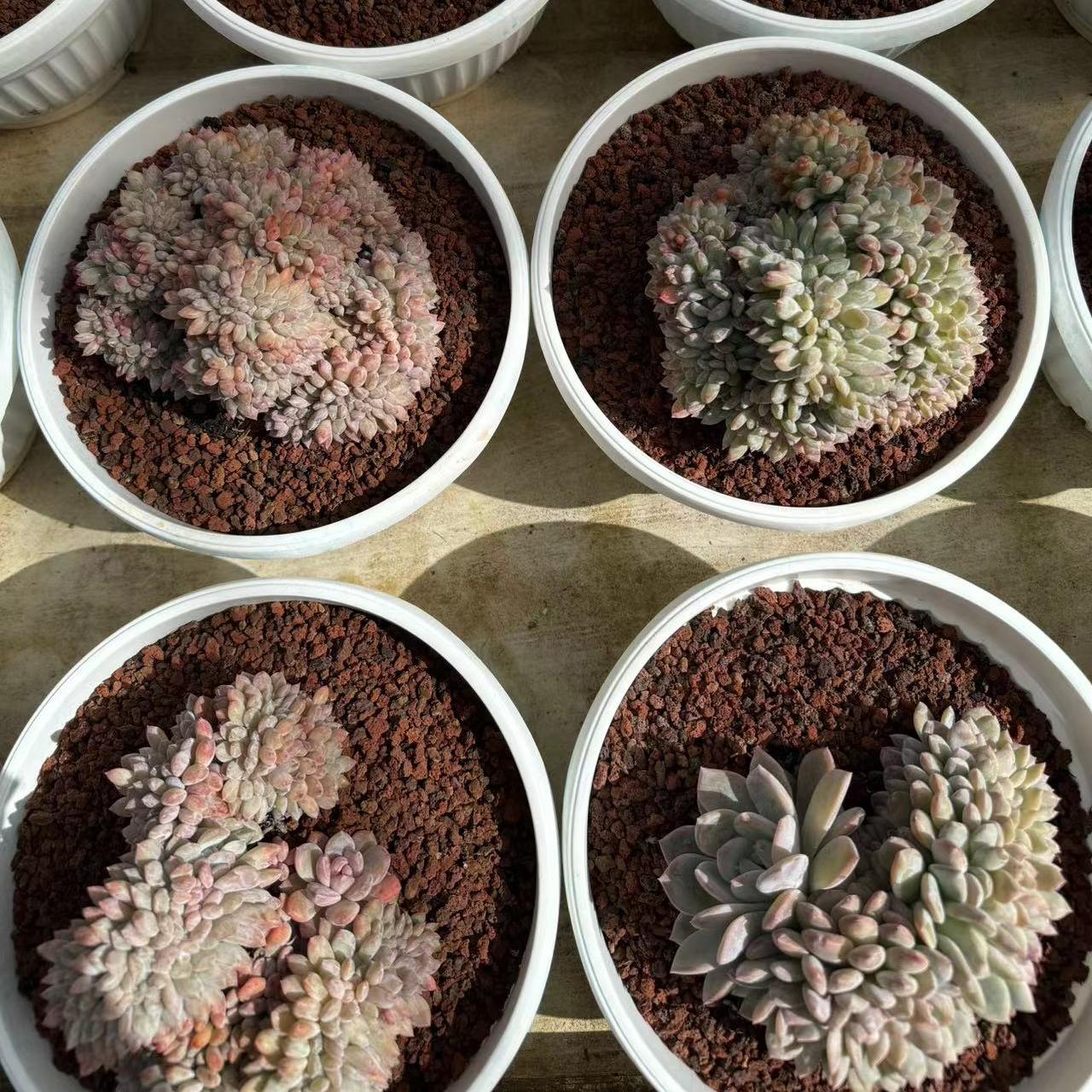 Echeveria Echeveria Japanese Star Shadow (cristate)