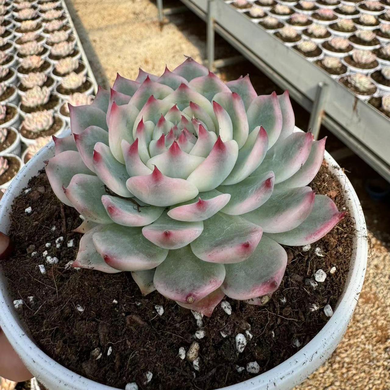 Echeveria Chihuahua