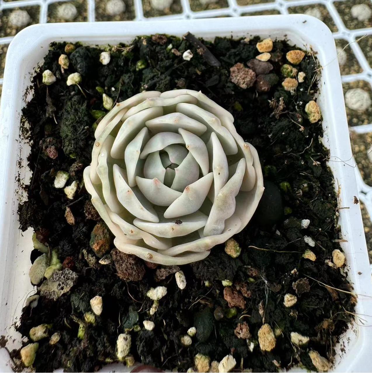 Echeveria Lina Lian