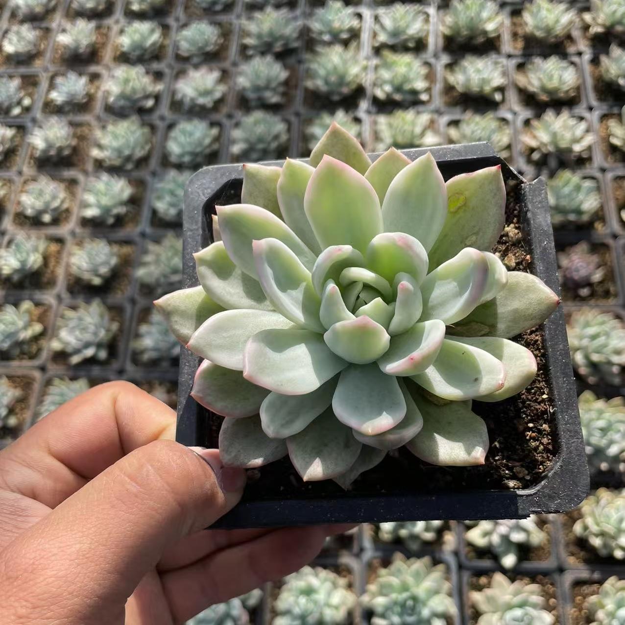 Echeveria Champagne