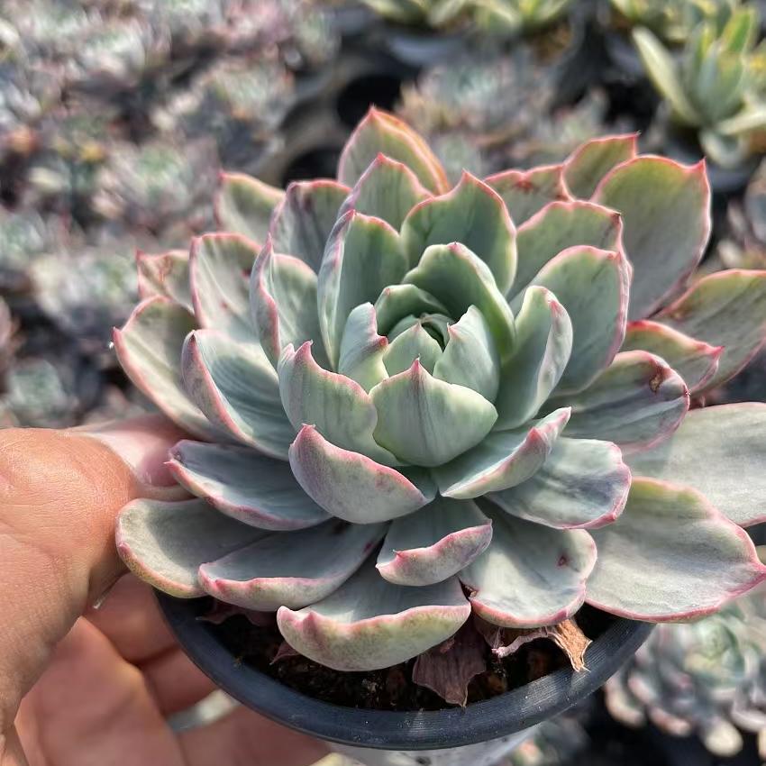 Echeveria Hera