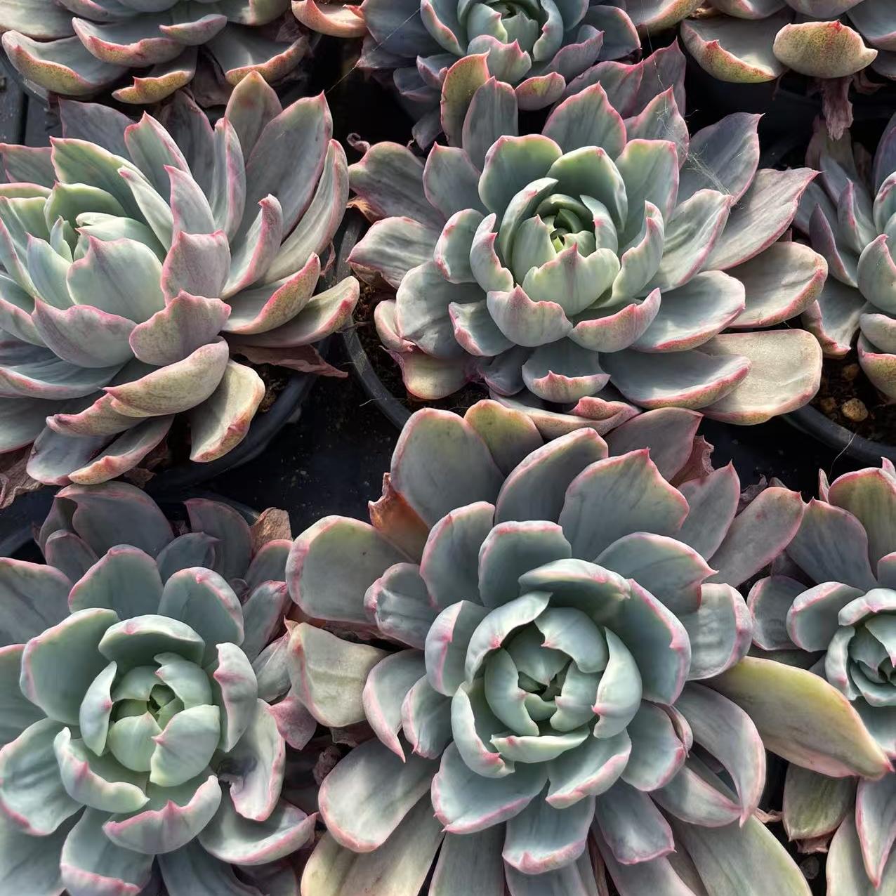 Echeveria Hera
