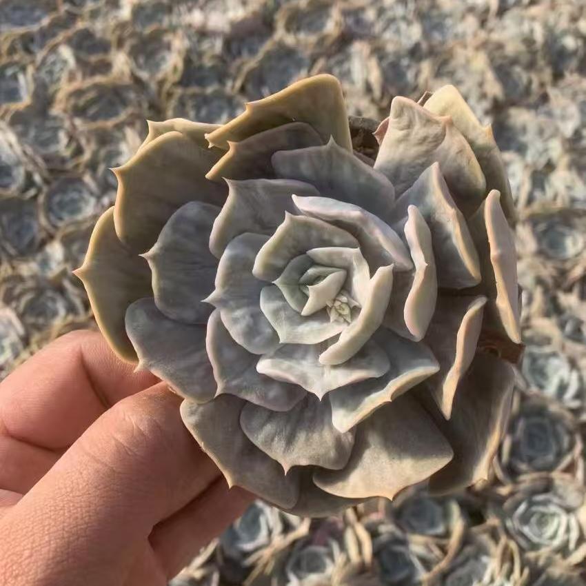 Echeveria Marvel