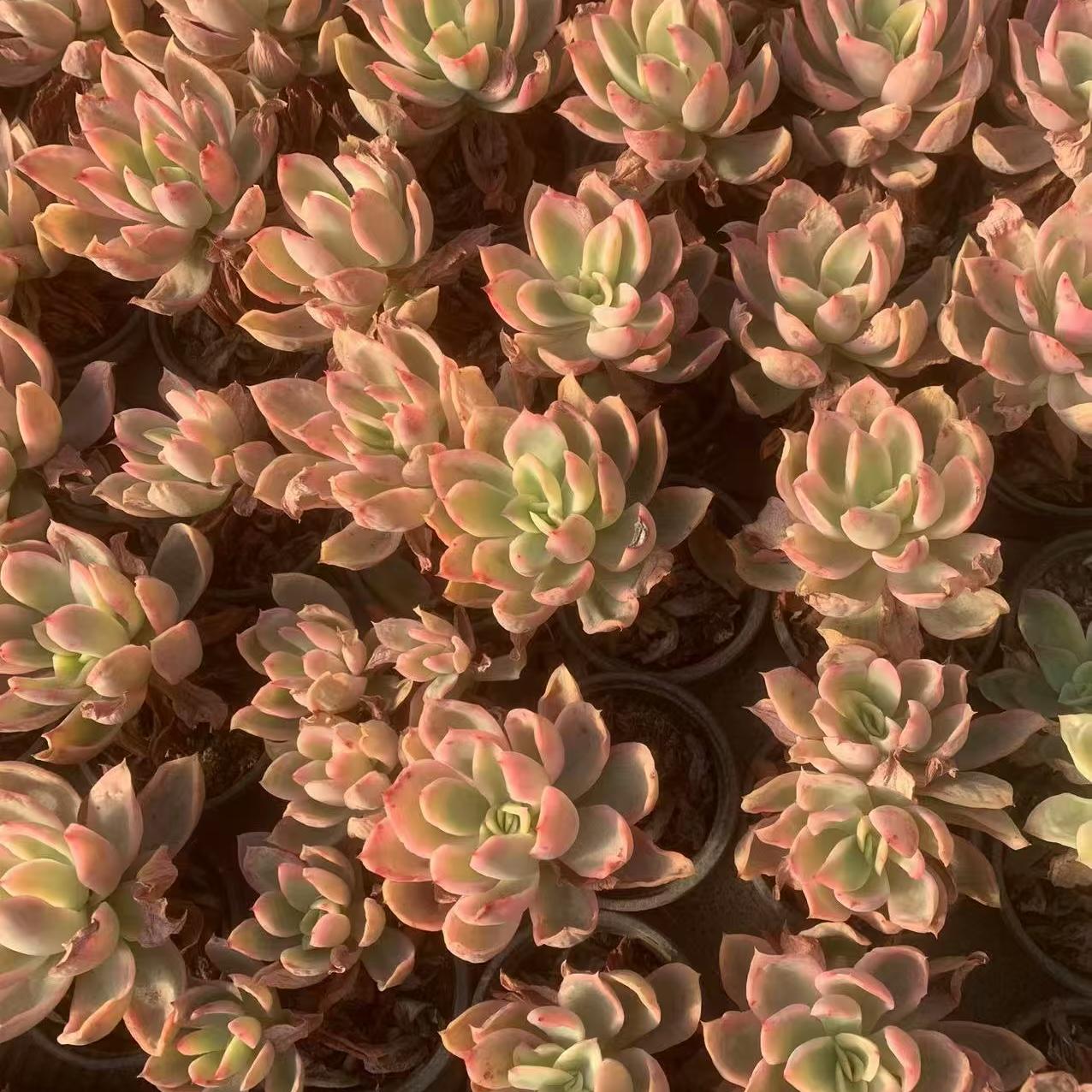 Echeveria Joey