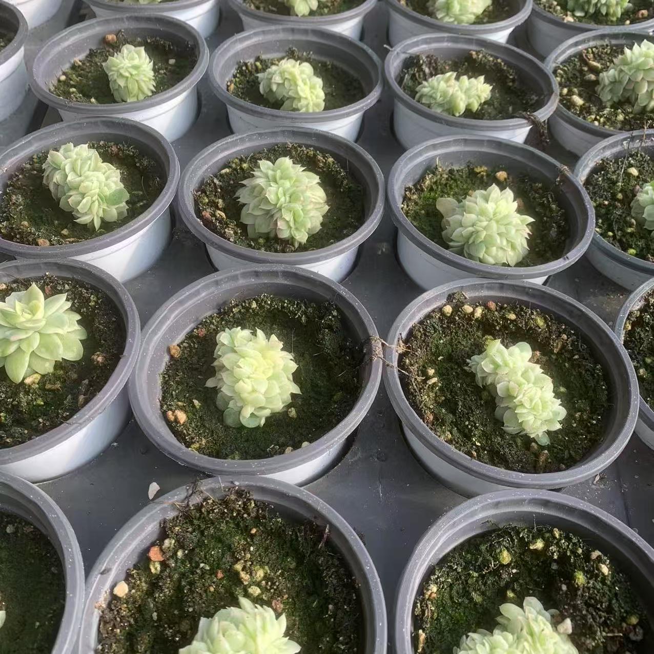 Echeveria Jade Bead
