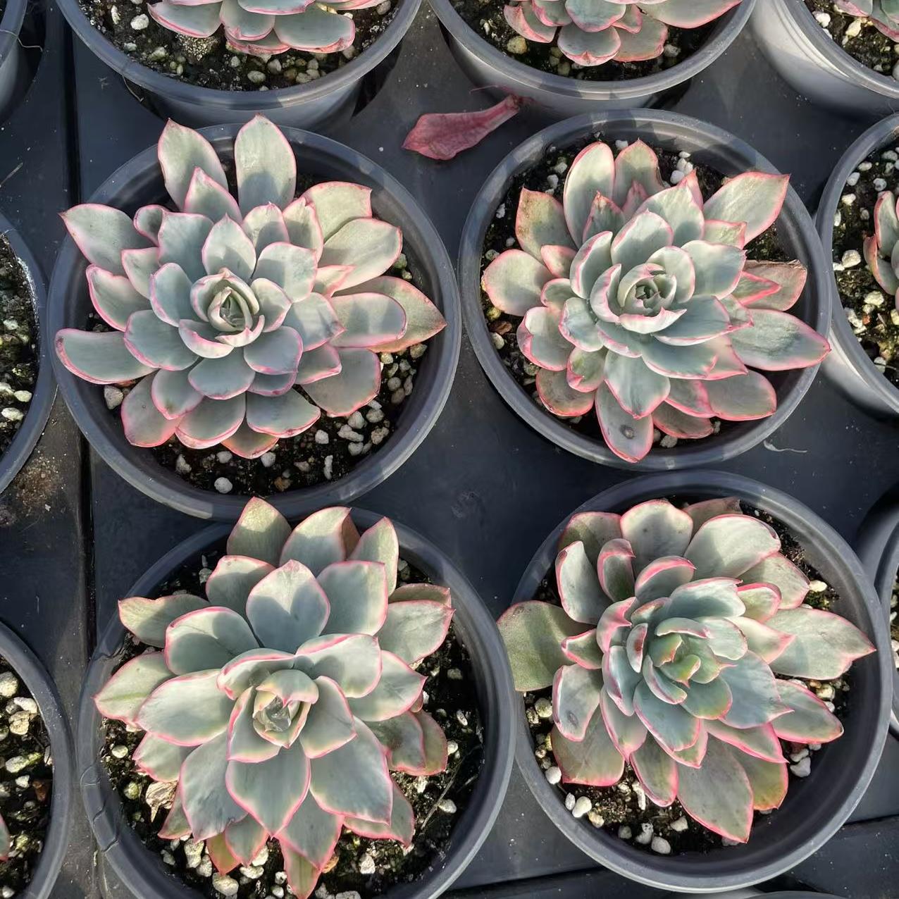 Echeveria Ami Star