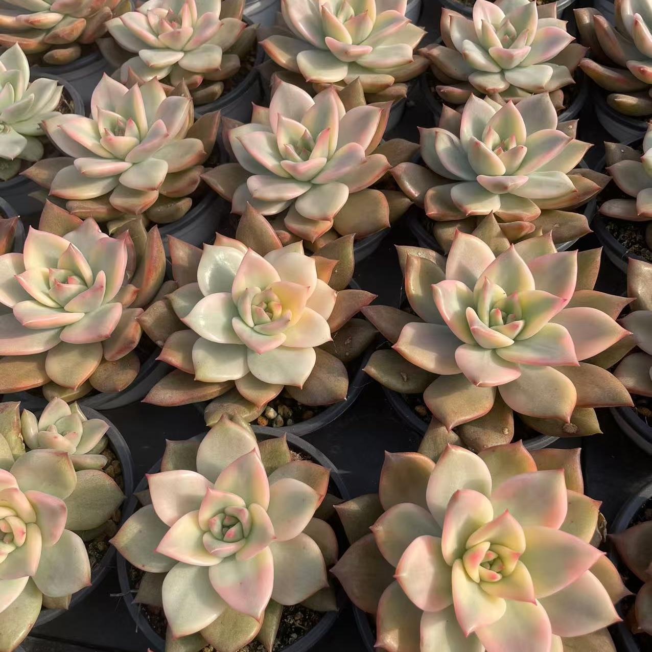 Echeveria Carmela