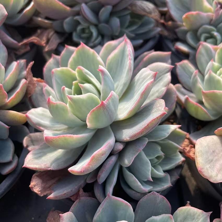 Echeveria Hera