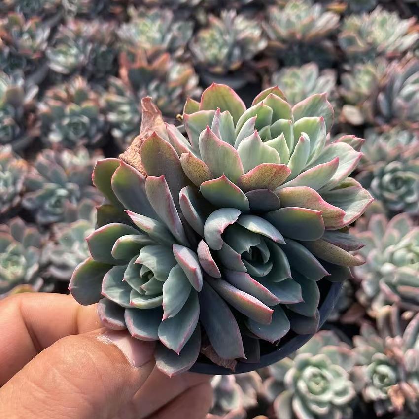 Echeveria Hera
