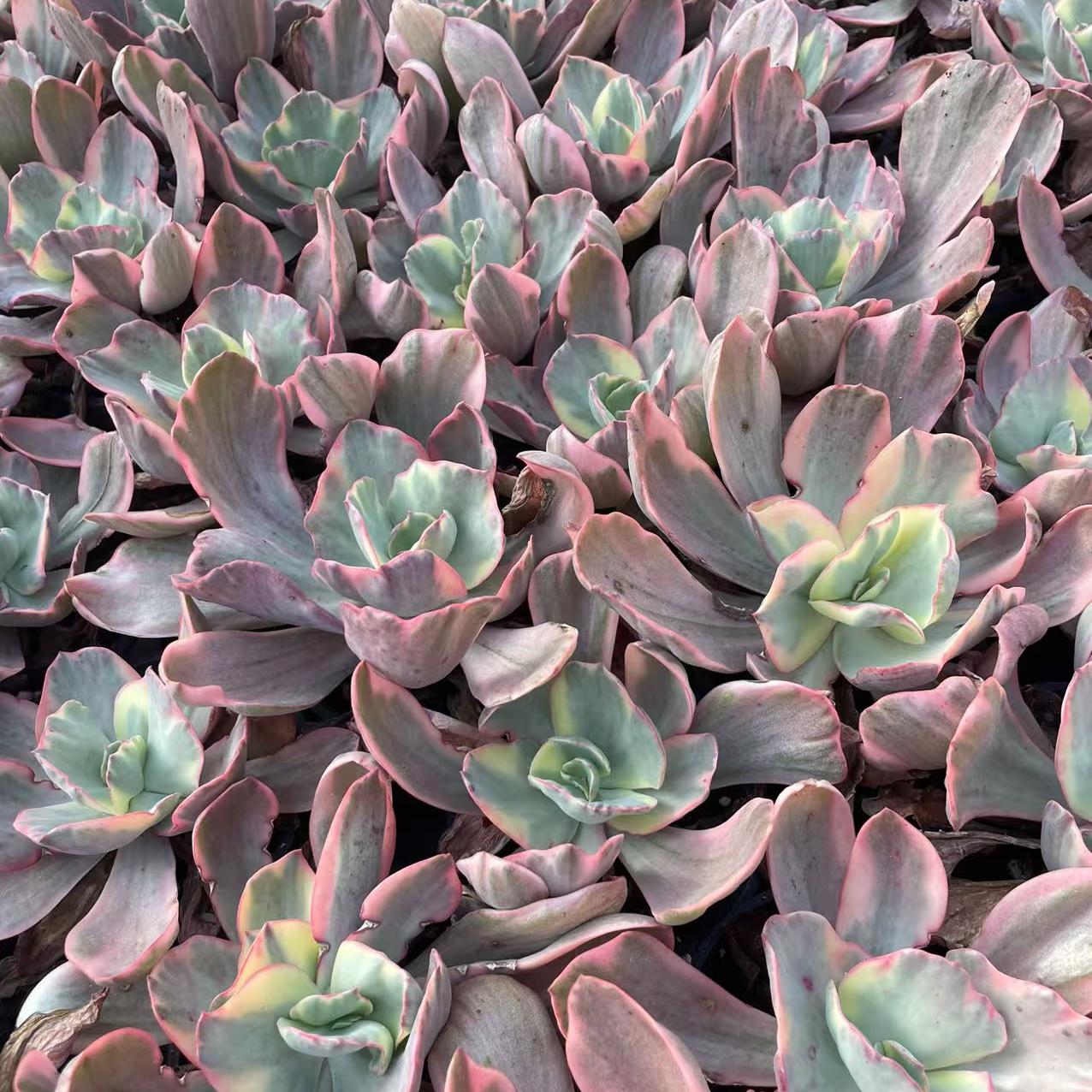 Echeveria Diamond