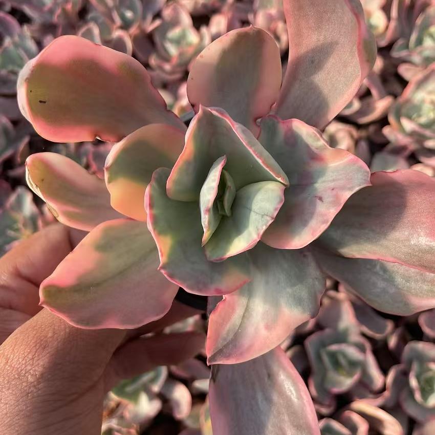 Echeveria Diamond
