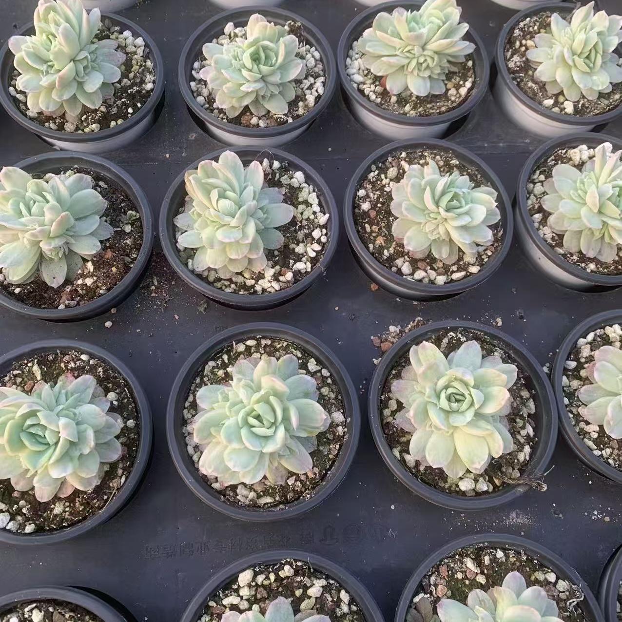 Echeveria Ice Plum