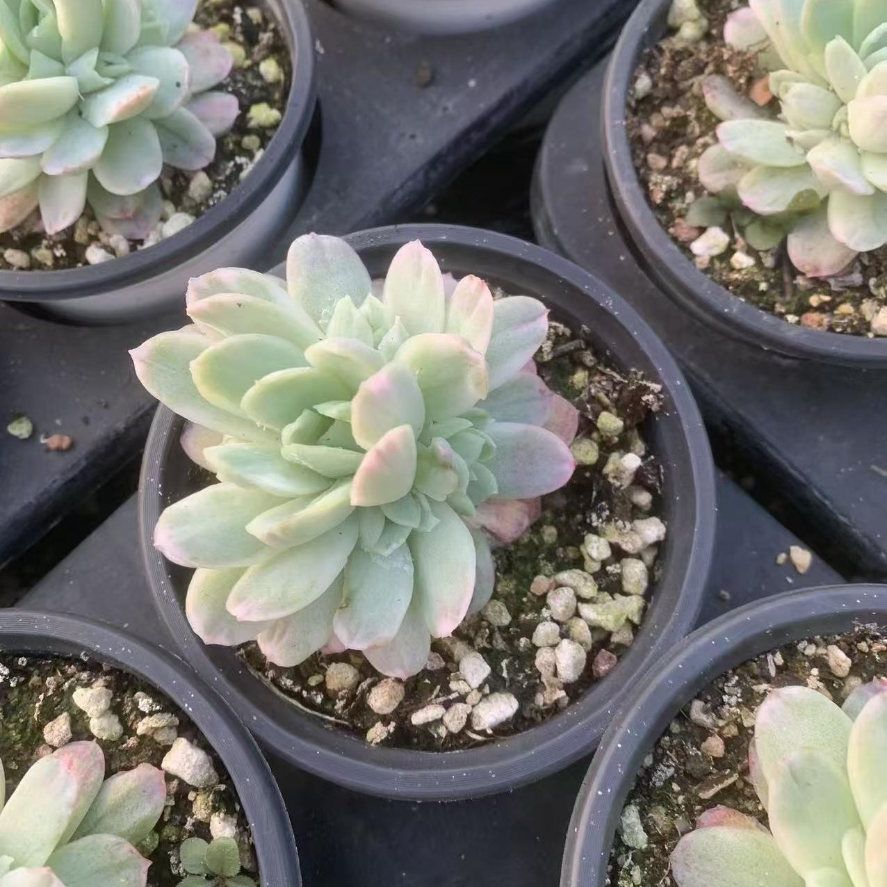Echeveria Ice Plum