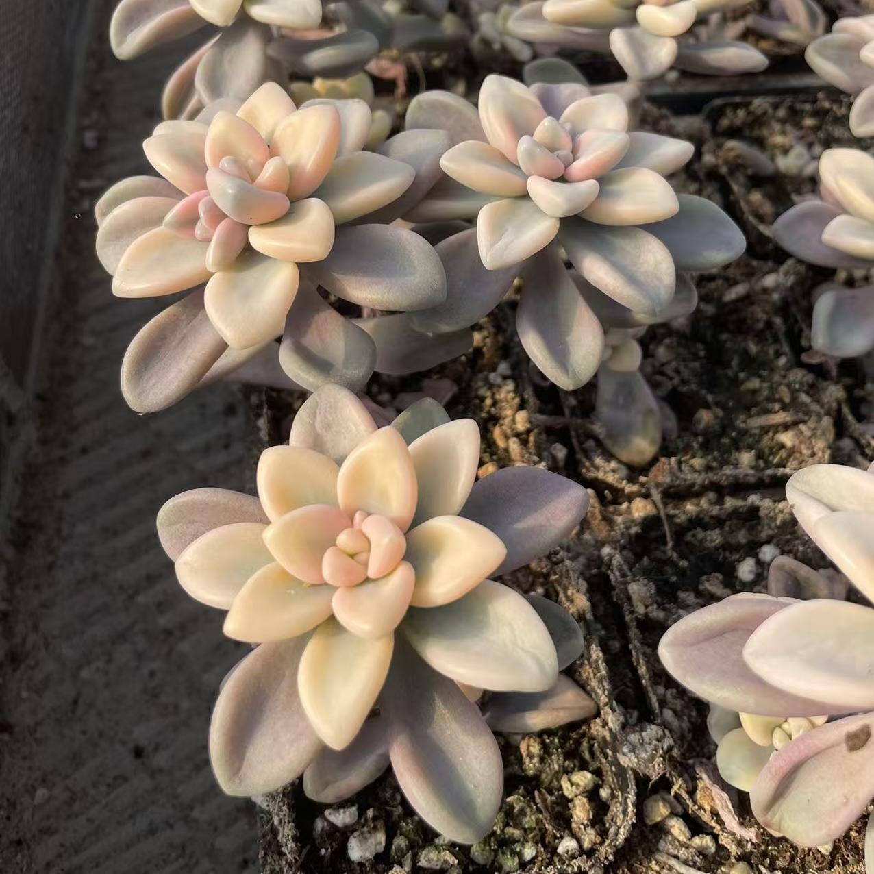 Echeveria Allen