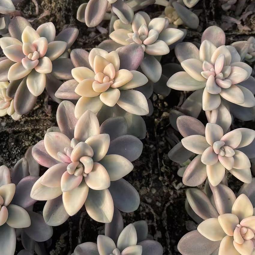 Echeveria Allen