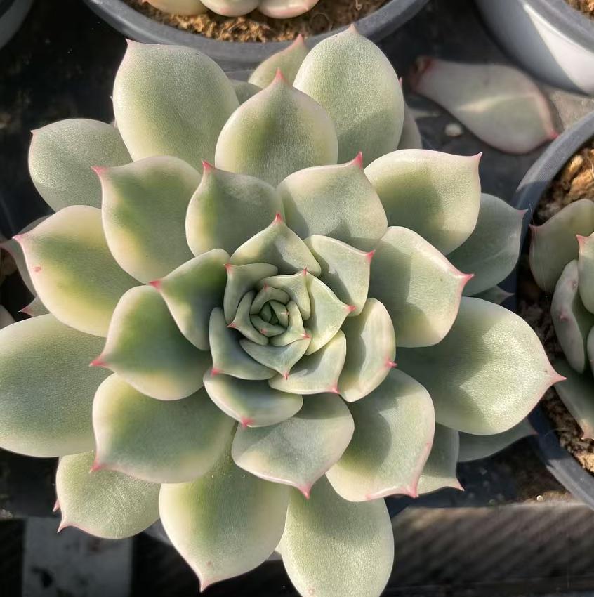 Echeveria Erica