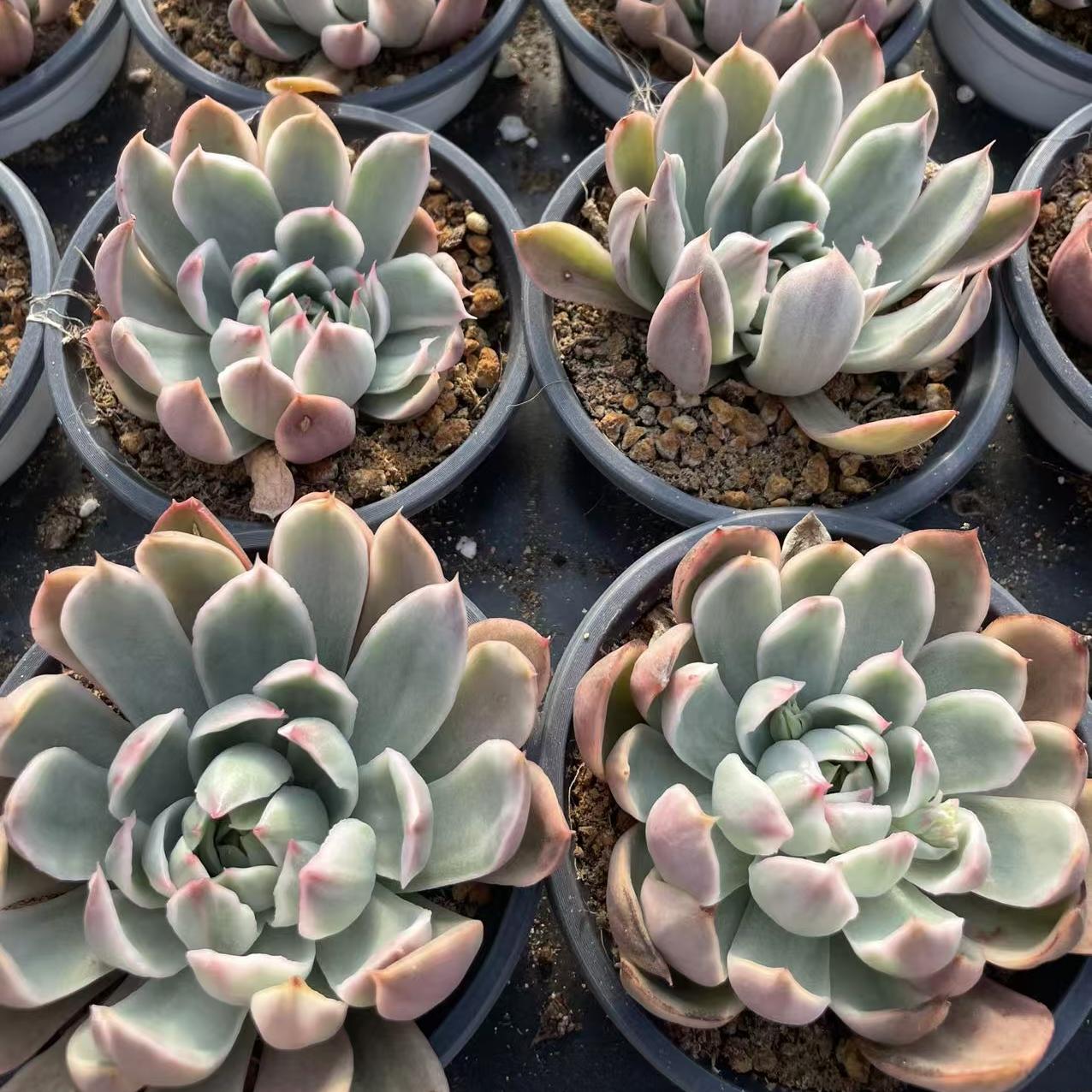 Echeveria Crystal Lovers