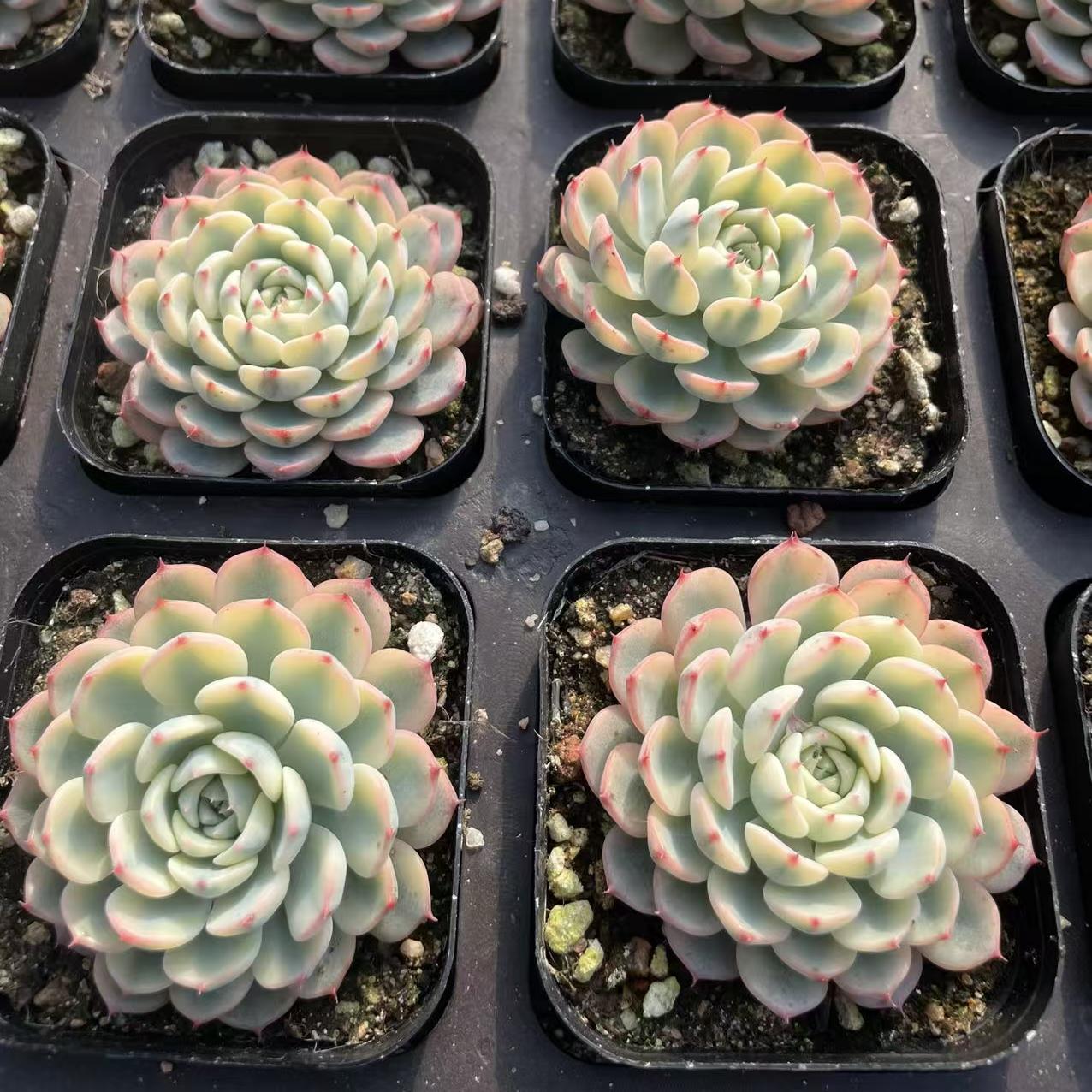 Echeveria Ji Lian