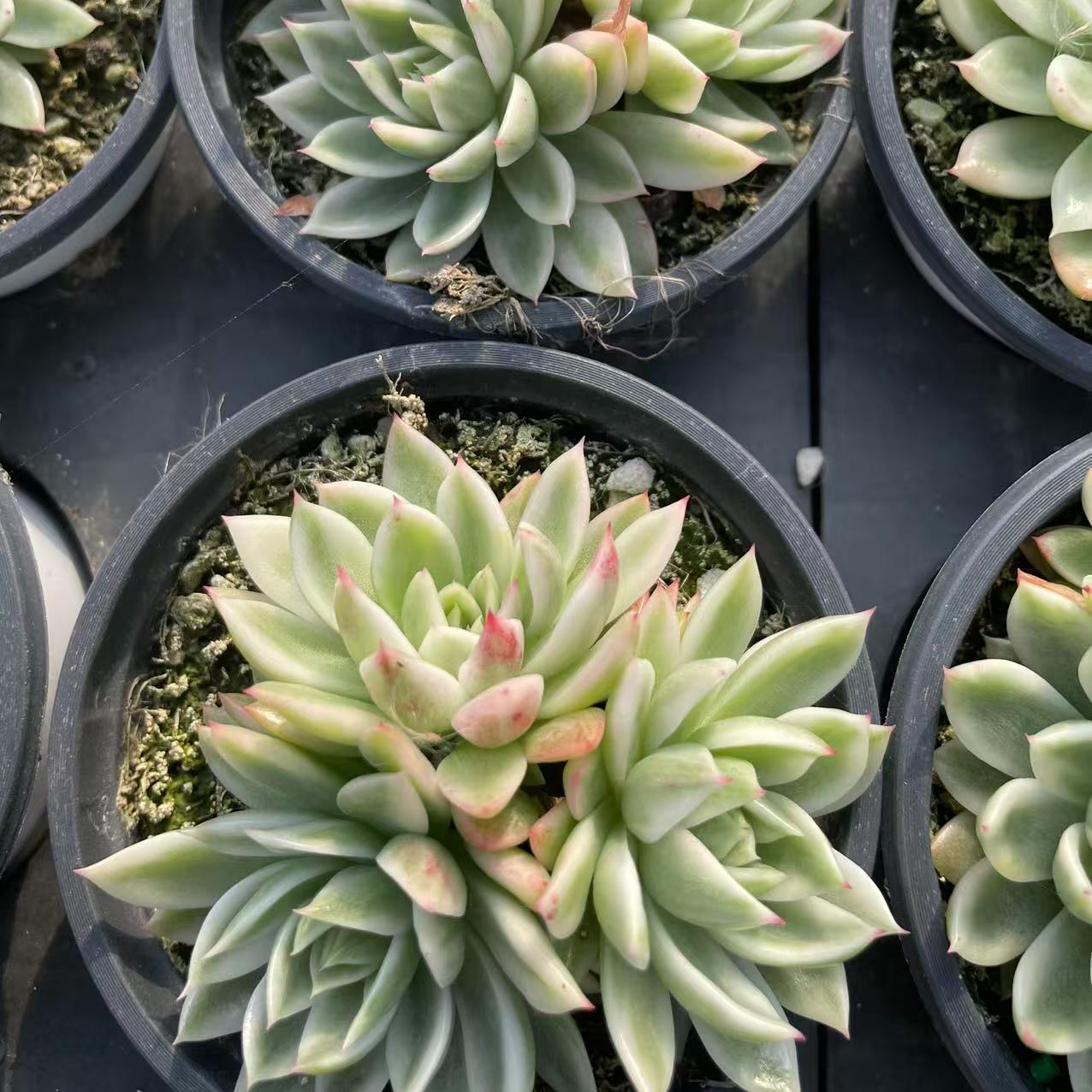 Echeveria Flutter (cluster)