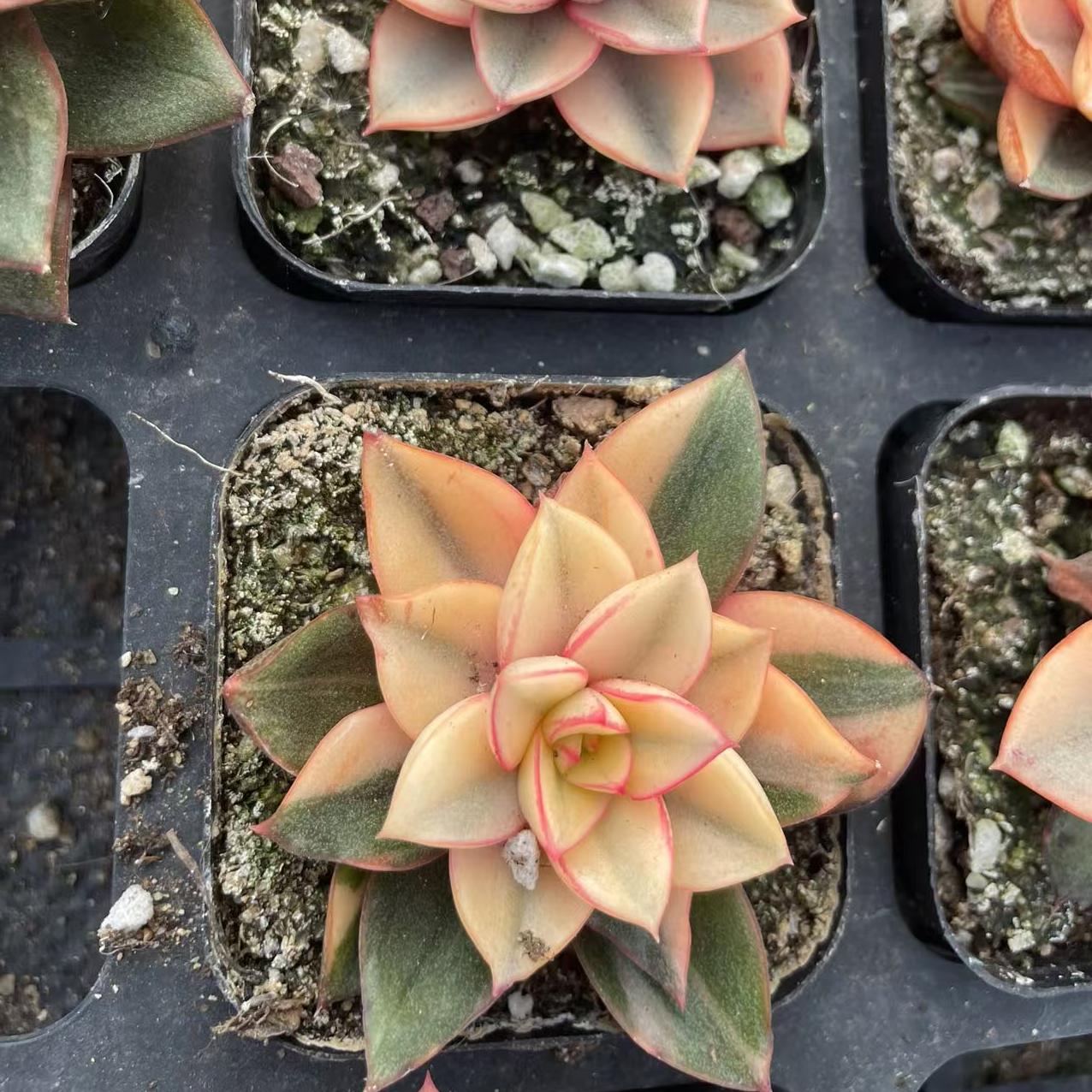 Echeveria Covered Wheel