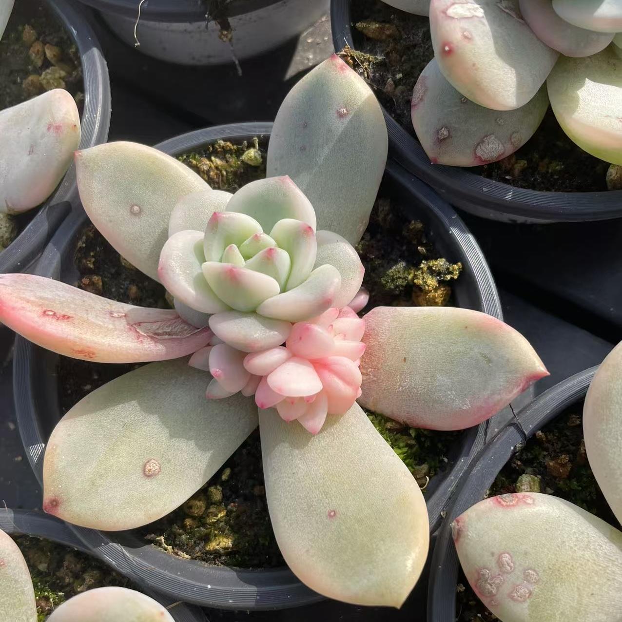 Echeveria Marilyn Monroe