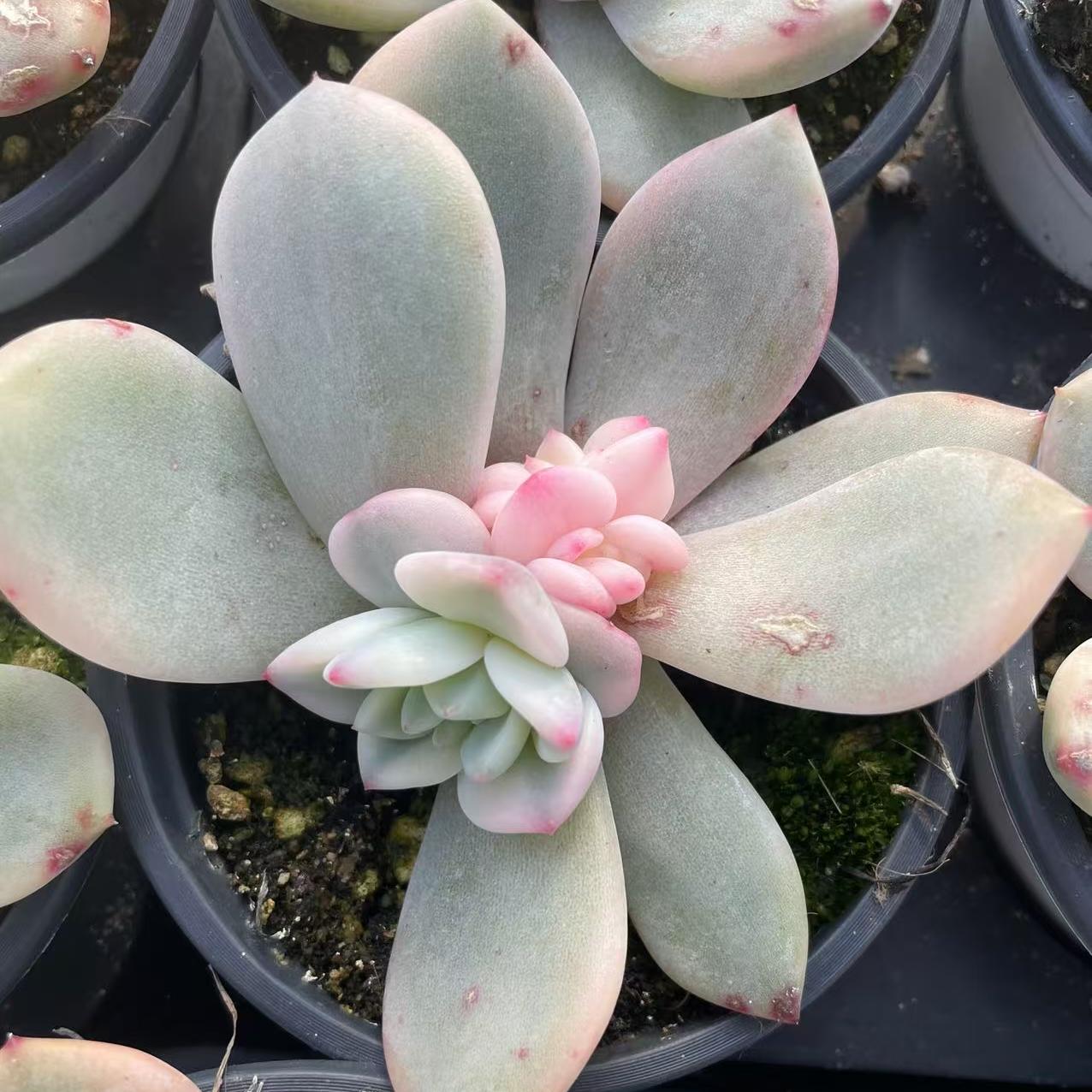 Echeveria Marilyn Monroe