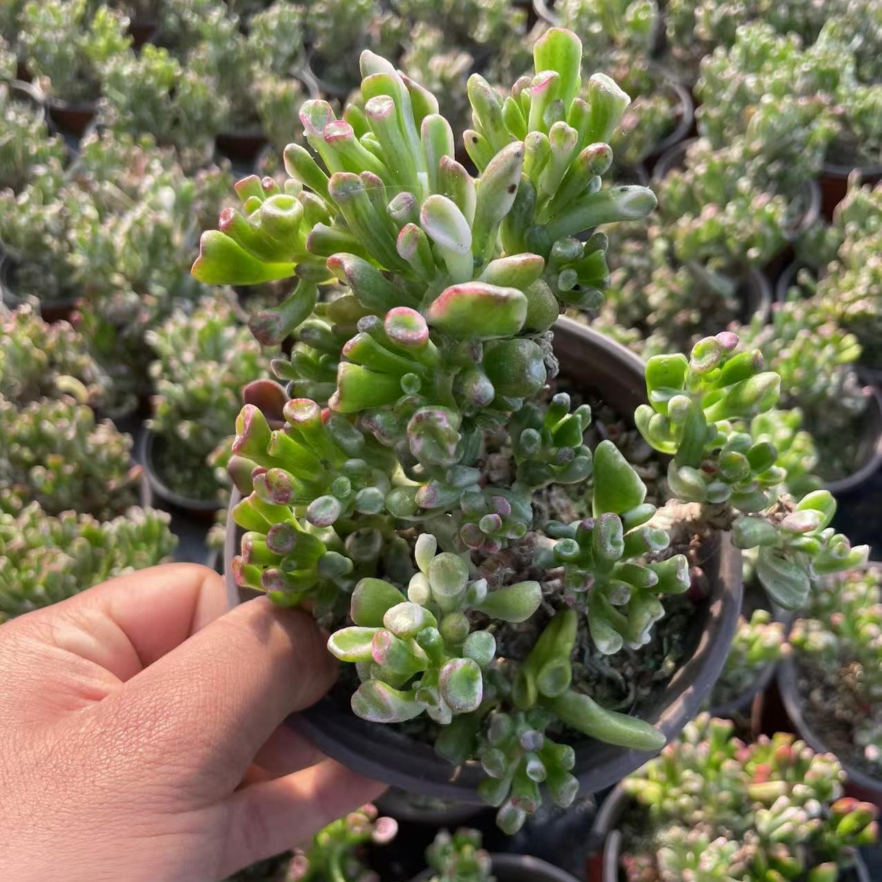 Echeveria Money Absorbing Tree