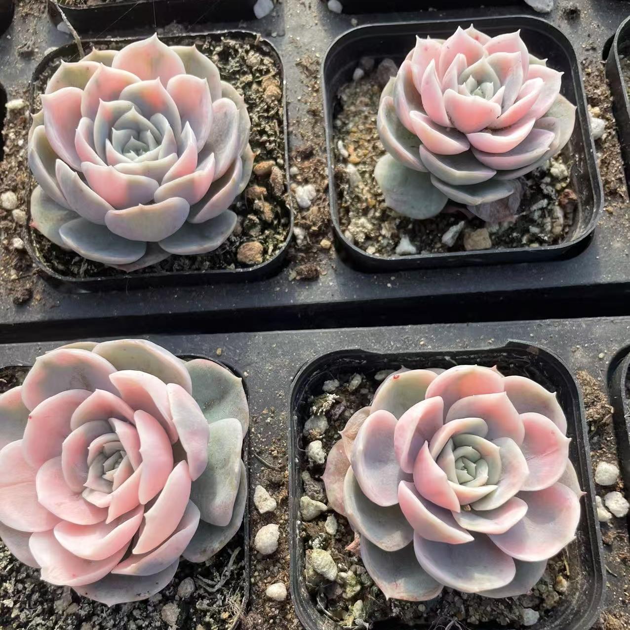 Echeveria Blue Surprise (single)