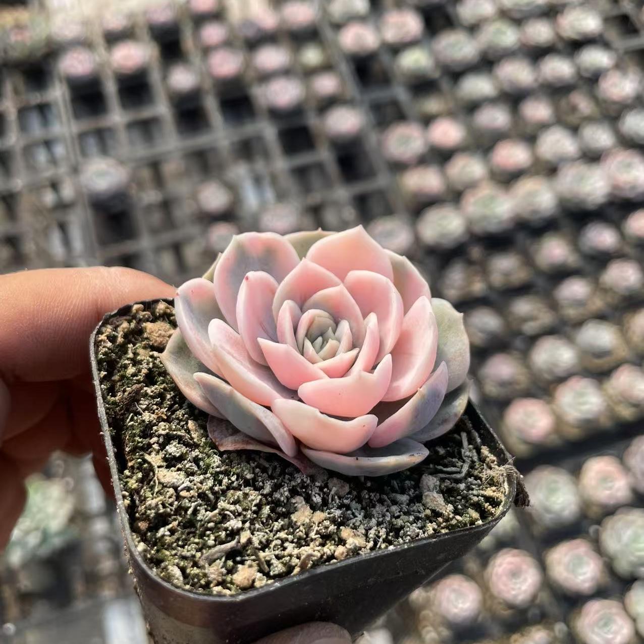 Echeveria Blue Surprise (single)