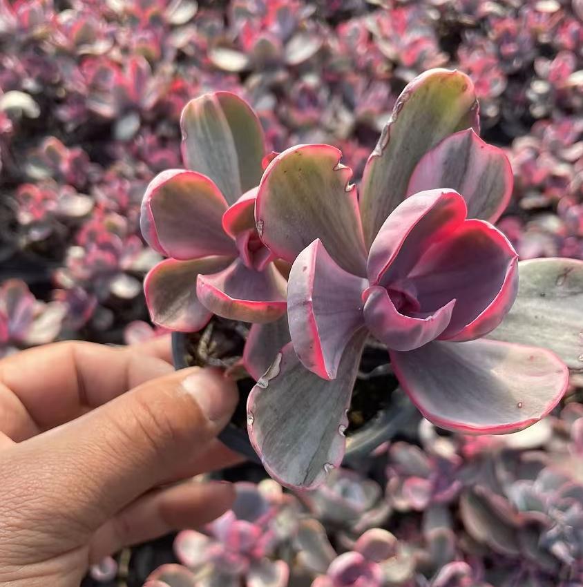 Echeveria Blue Rose(Double headed)