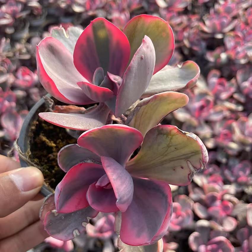 Echeveria Blue Rose(Double headed)
