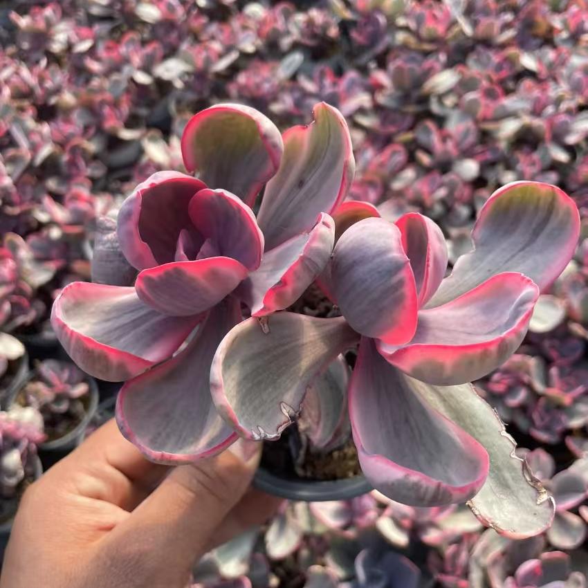 Echeveria Blue Rose(Double headed)