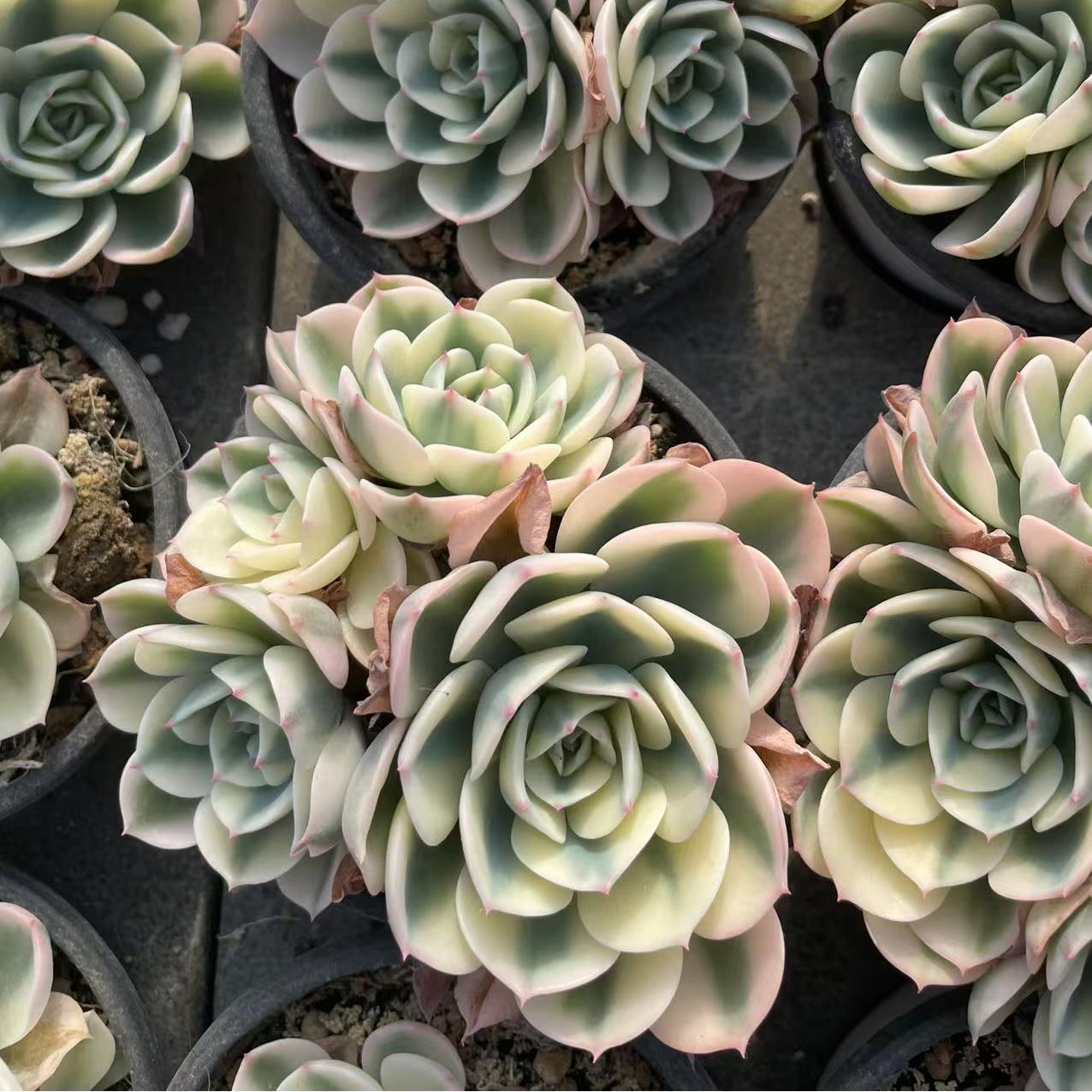 Echeveria Jade Butterfly (cluster)