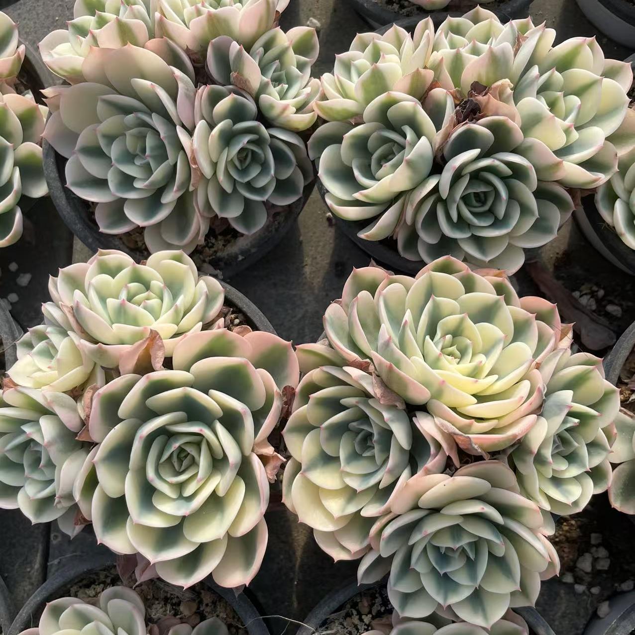 Echeveria Jade Butterfly (cluster)