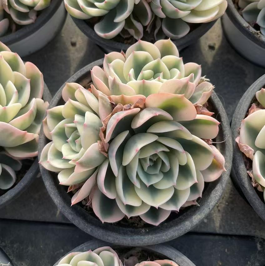 Echeveria Jade Butterfly (cluster)