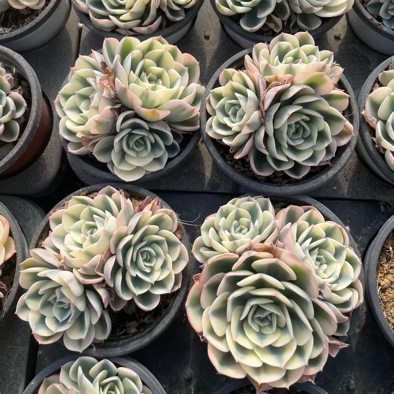 Echeveria Jade Butterfly (cluster)