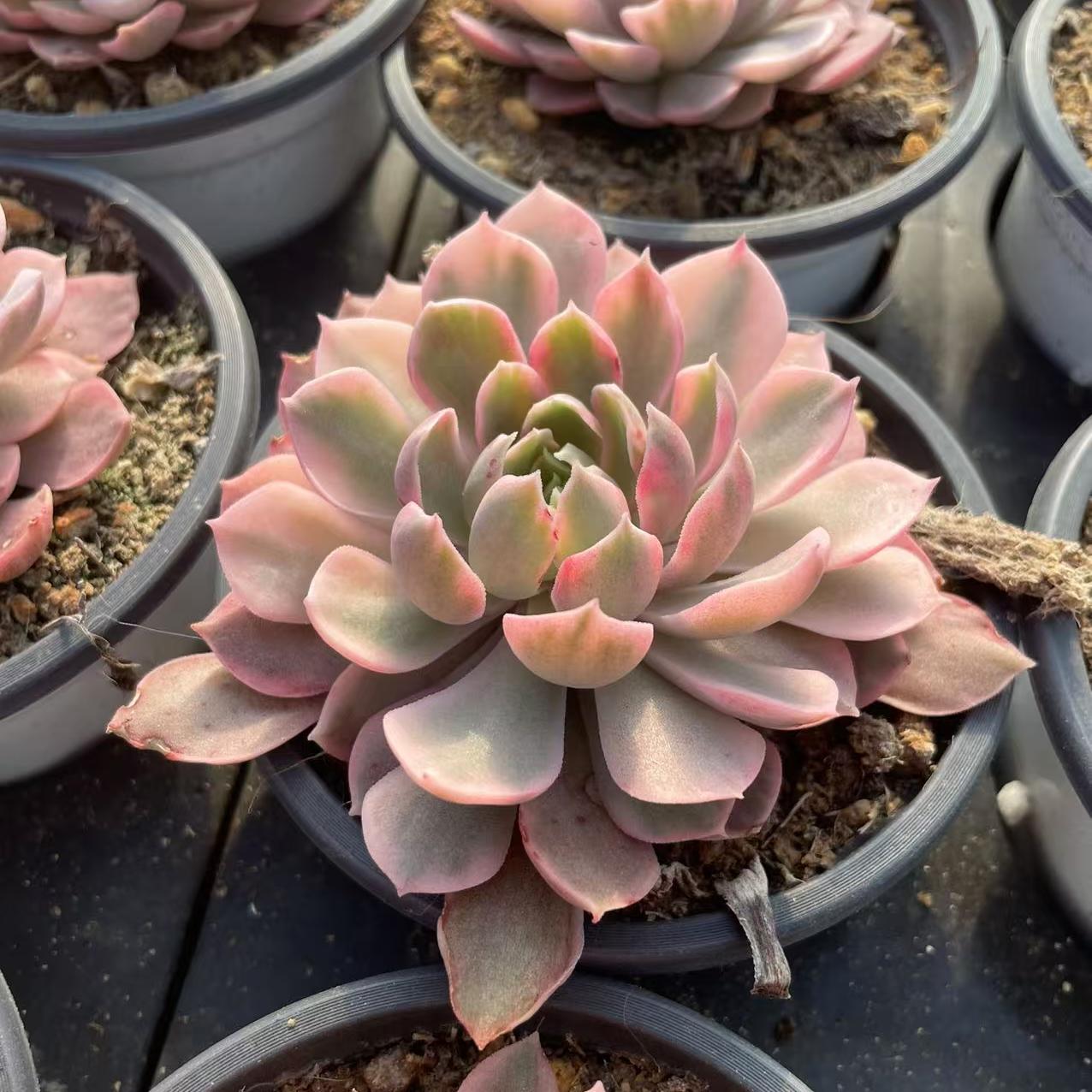 Echeveria Desert Rose