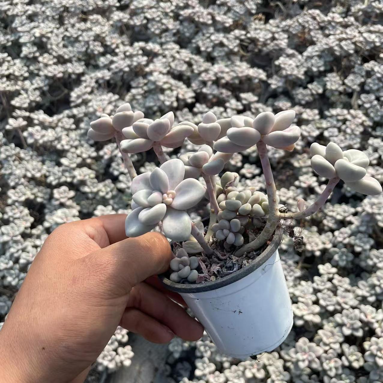 Echeveria Allen (cluster)