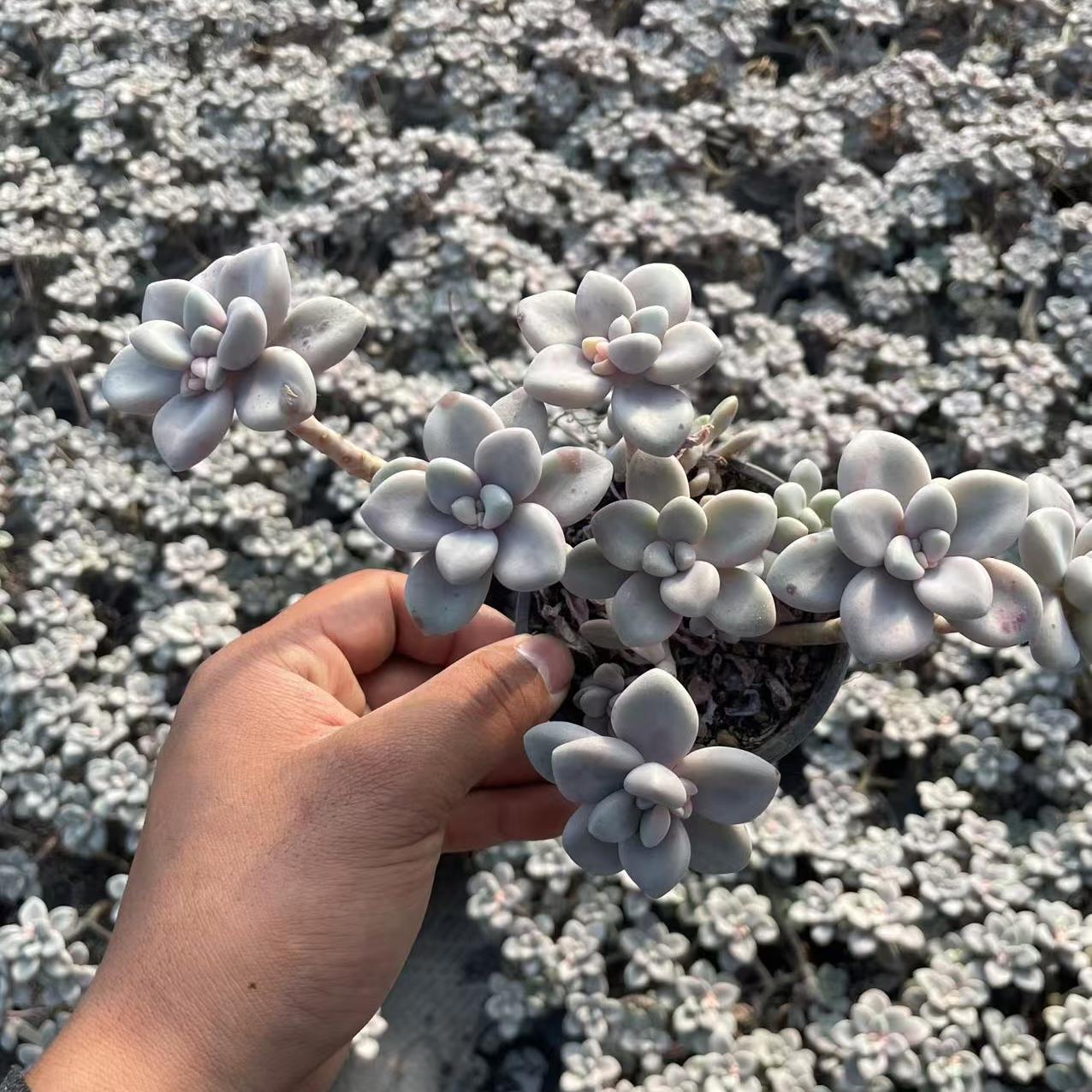 Echeveria Allen (cluster)