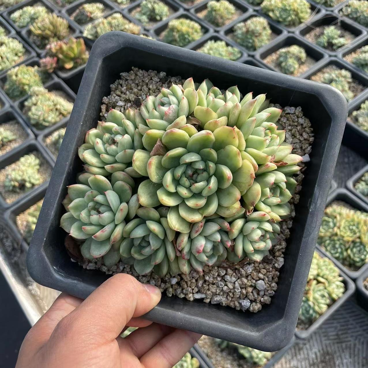 Echeveria Ice Angel