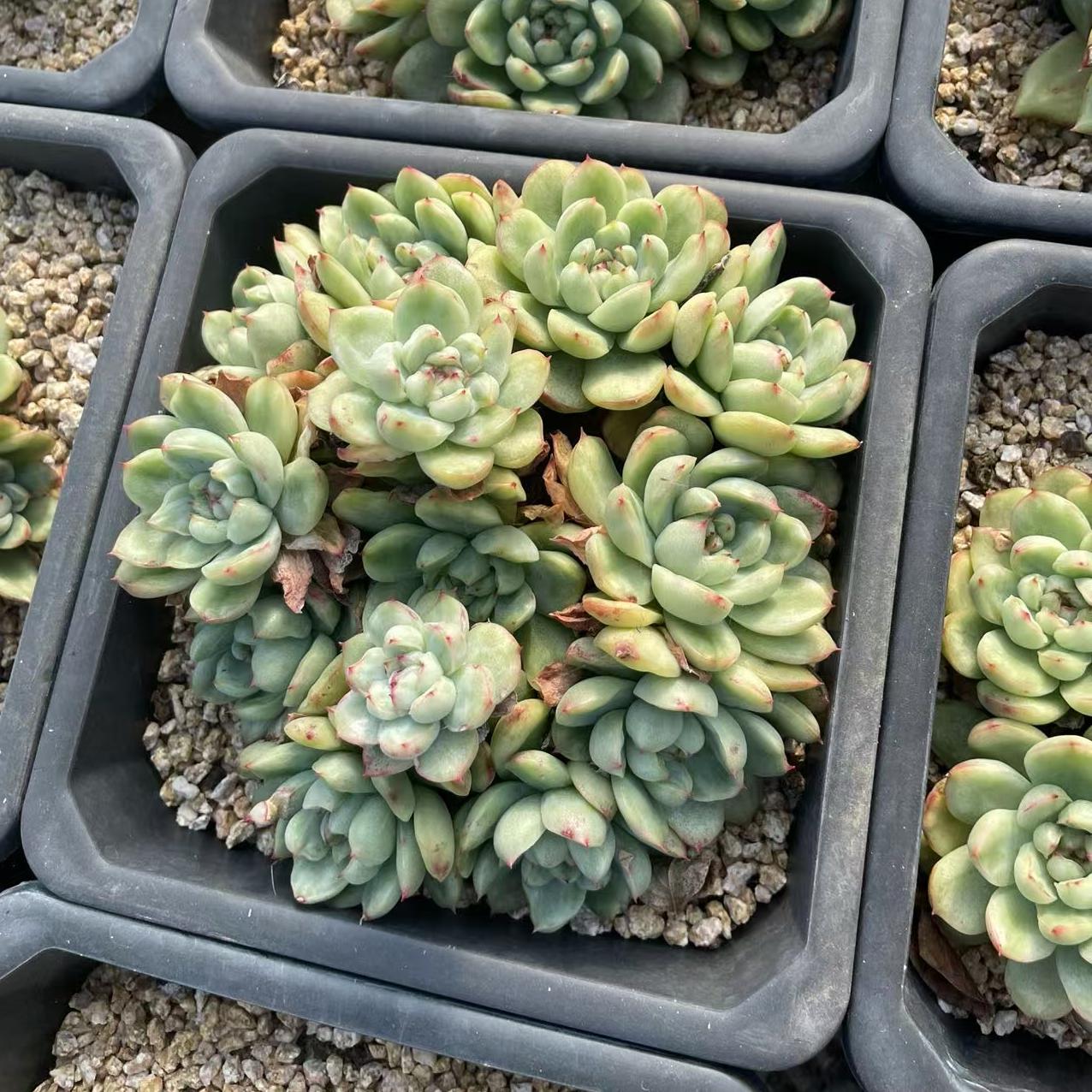 Echeveria Ice Angel