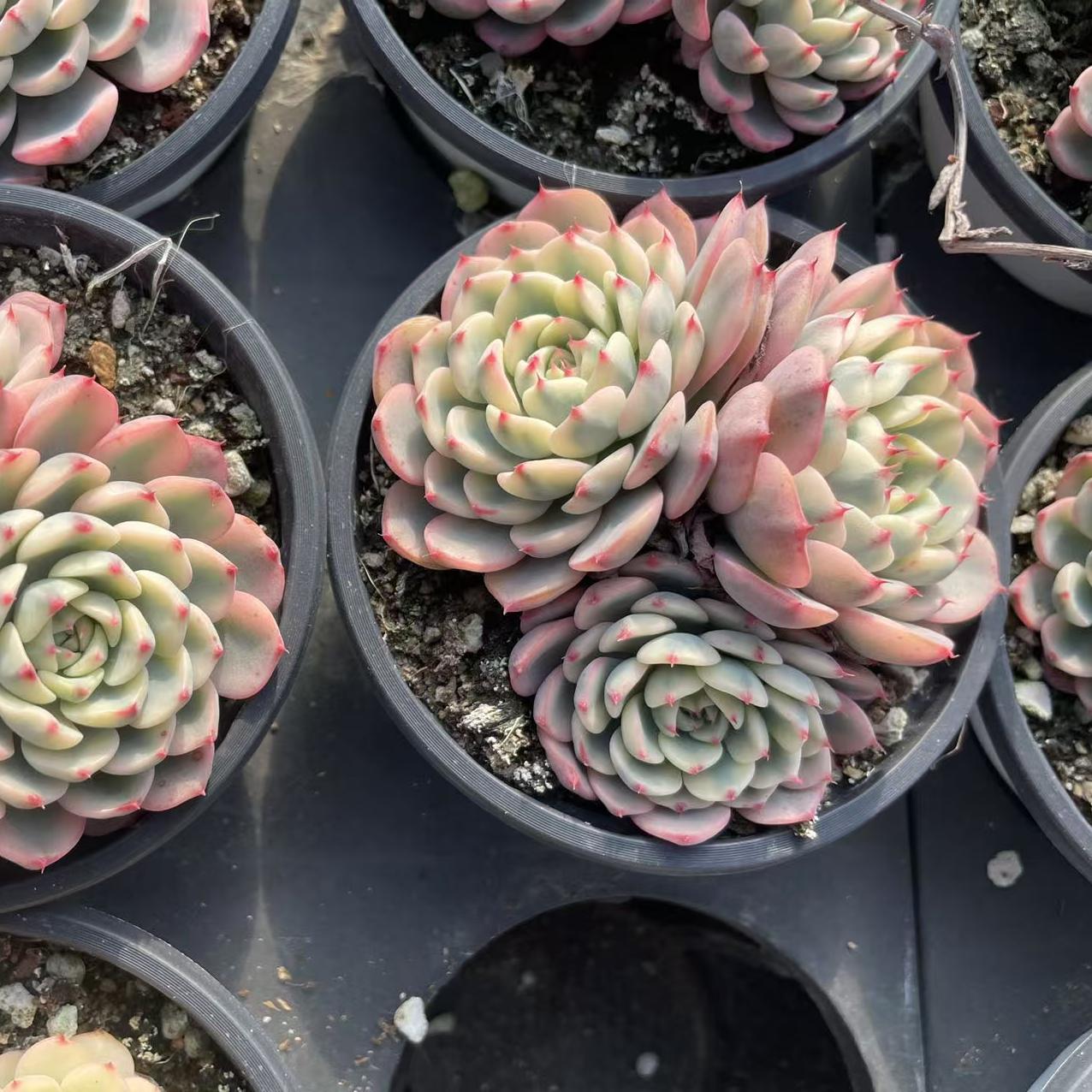 Echeveria Ji Lian (cluster)