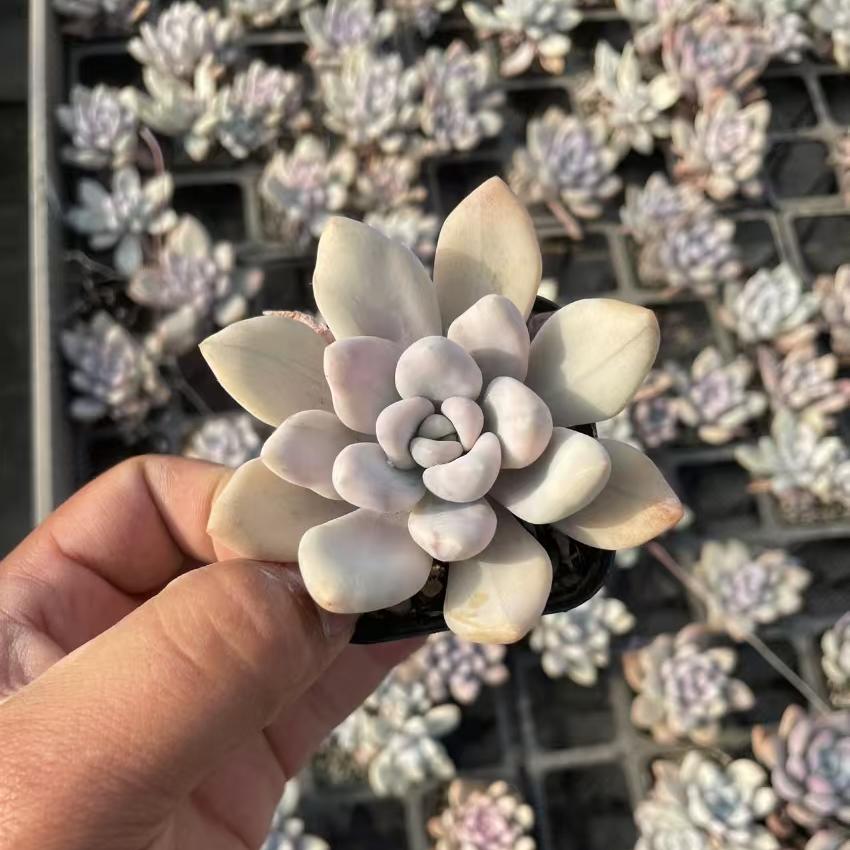Echeveria Aurora