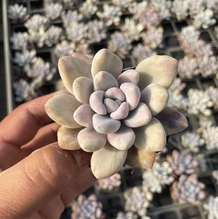Echeveria Aurora